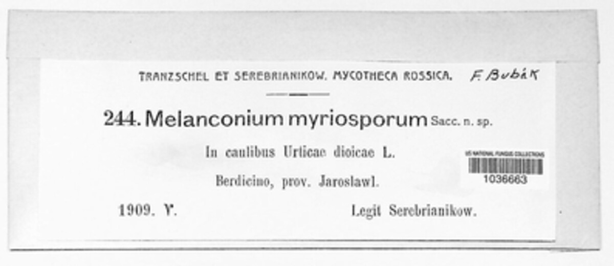 Melanconium myriosporum image